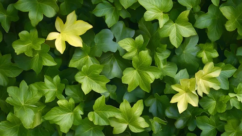 Single pale ivy leaf stands out amid rich green foliage.