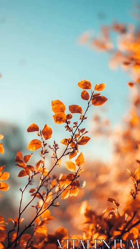 Golden autumn foliage against teal sky in soft bokeh focus.