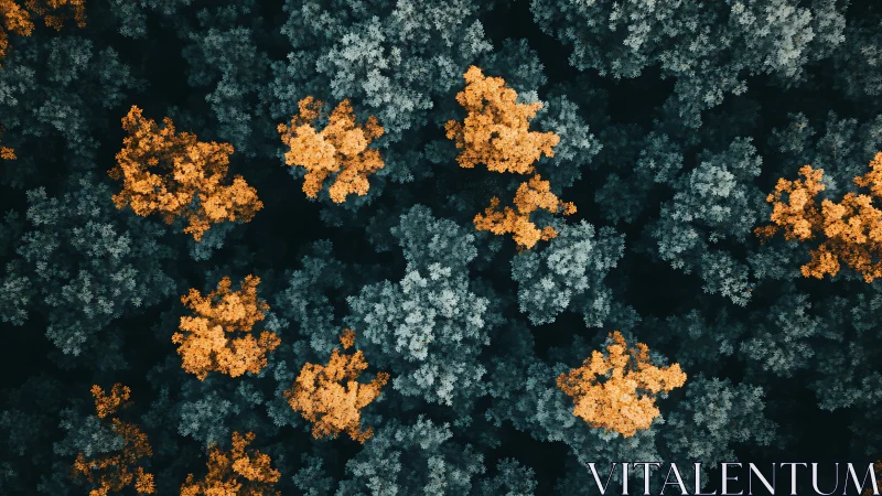 Aerial view of mixed-color forest canopy in seasonal contrast.