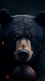 Close frontal view of dark bear with worn leather ball.