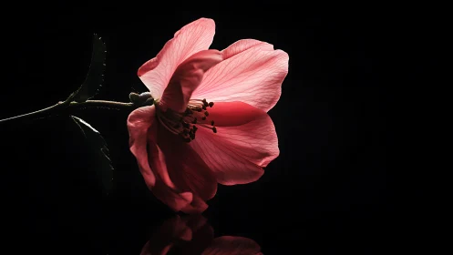 Low-key macro study isolates pink flower with directional rim lighting