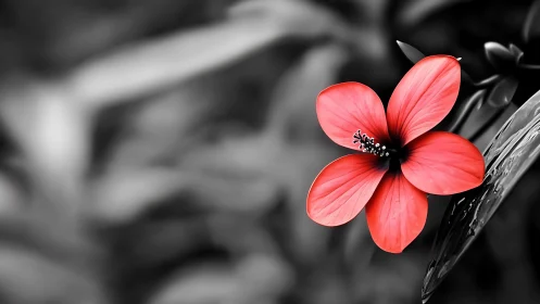 Single coral flower glows gently against soft gray garden