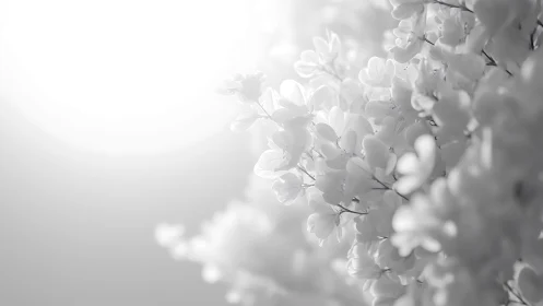 Delicate Blossoms Emerge Through Ethereal Monochromatic Softness