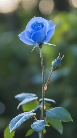 Blue Rose in Bloom with Bud and Foliage Detail.