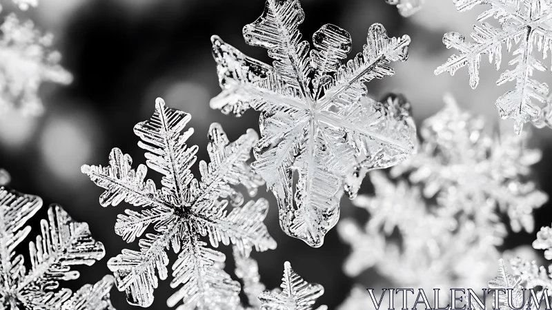 High-magnification optical study of crystalline snowflake lattices.