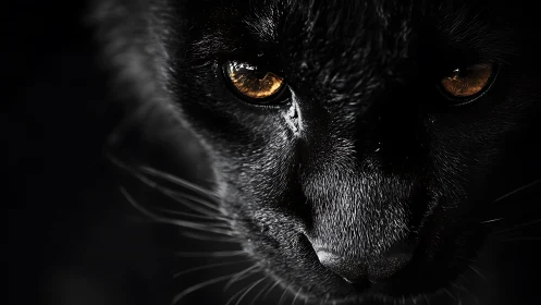 Intense close-up captures a black cat&rsquo;s piercing amber gaze.