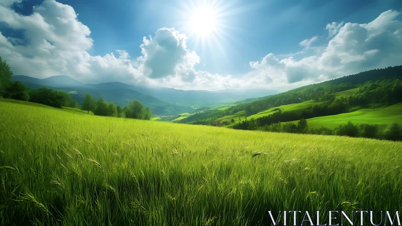 Golden hillside meadow basks in warm, radiant summer light