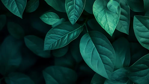 Emerald green leaves under moody low key natural light