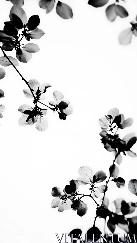 Monochrome branches and leaves against clear sky backdrop.