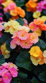 Colorful nasturtium flowers in full bloom.