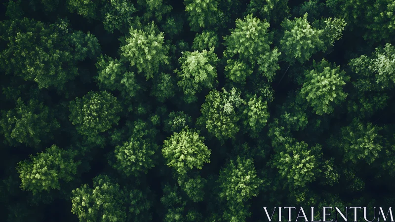 Lush Green Forest Canopy from Above in Tranquil Aerial View.