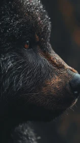 Quiet strength in a bear’s watchful winter profile.