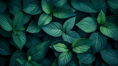 Top-down macro study isolates layered teal mint foliage