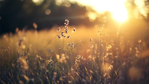 Backlit wild grass glows softly in warm sunset field