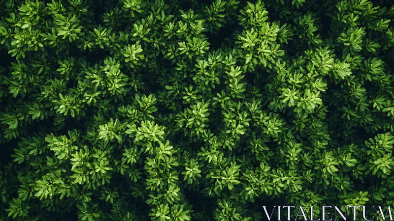 Dense shrub canopy captured in high-contrast aerial perspective