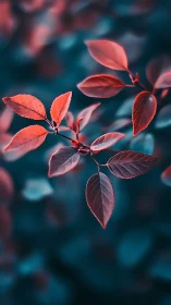 Scarlet leaves glow softly against cool teal bokeh background.