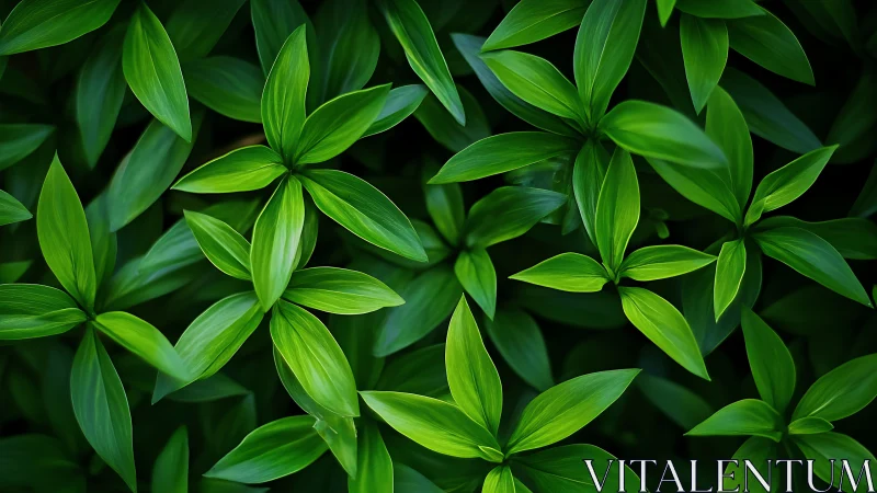 Lush green foliage forms repeating radial leaf patterns