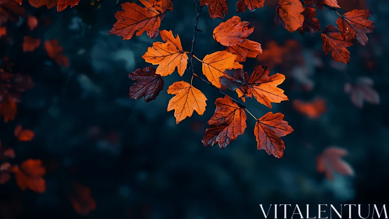 Autumn maple leaves form a high-contrast study against teal bokeh