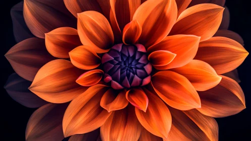 Radiant orange dahlia blooms in a glowing floral embrace
