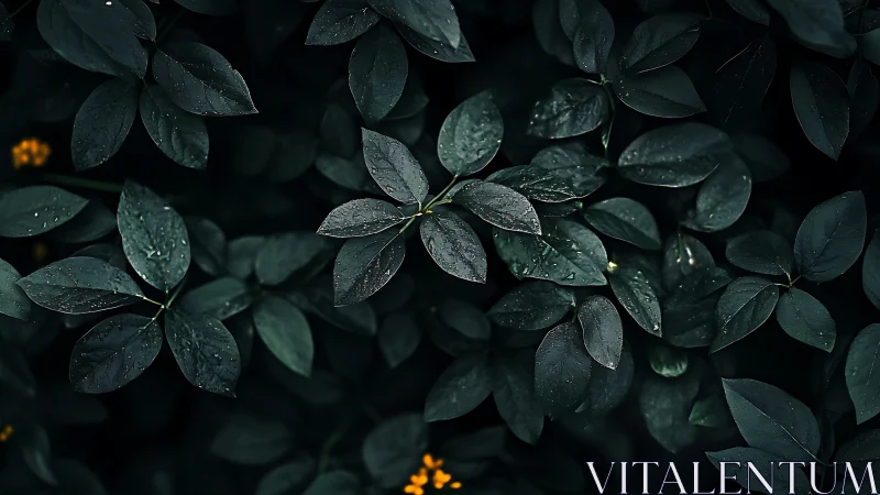 Dark green foliage with water droplets fills the frame evenly