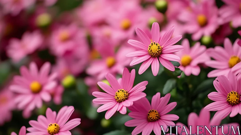 Pink Daisies in Vibrant Bloom Field Display