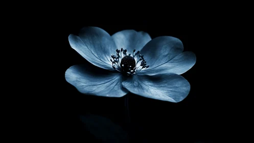 Blue Anemone Flower Against Black Background with Visible Stamen