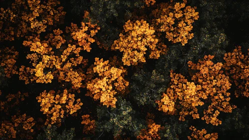 Aerial view of dense forest canopy with orange foliage.