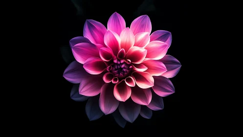 Radiant Dahlia Bloom Against Dark Background.