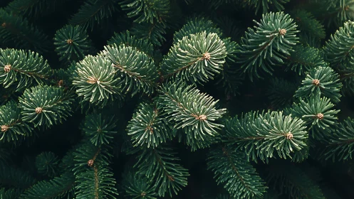 Dense evergreen conifer needles display radial whorls and fine texture