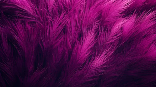 Magenta feather plumes form dense flowing abstract field.