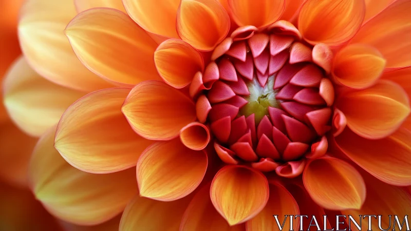 Red and Orange Dahlia Close-up