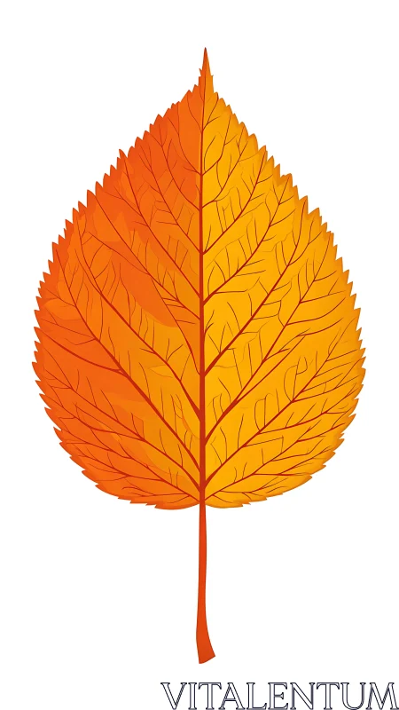Single orange autumn leaf illustration isolates on white
