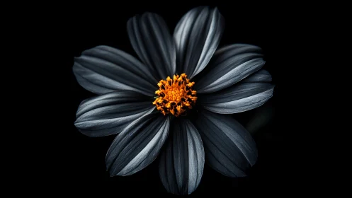 Black Petaled Bloom with Golden Stamen Against Deep Black Background.