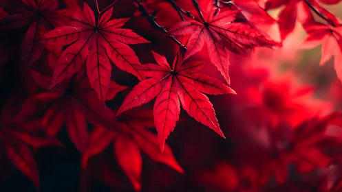 Crimson maple constellations glow in a velvet autumn hush.