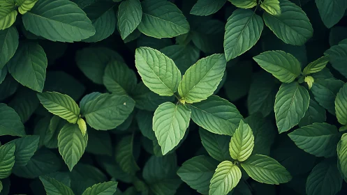 Dense mint foliage with overlapping green leaves pattern.