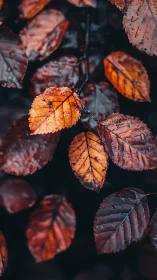 Rain-kissed ember leaves glow against brooding autumn dusk.