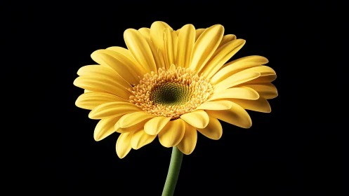 Yellow gerbera daisy glows against deep black background.
