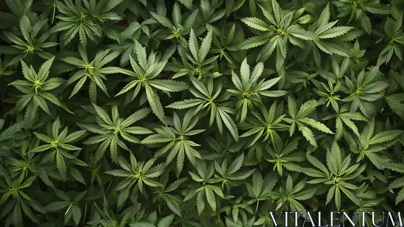 Overhead cannabis foliage field in dense botanical grid.