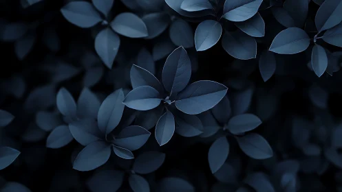 Moody blue foliage forms a tranquil, softly lit canopy