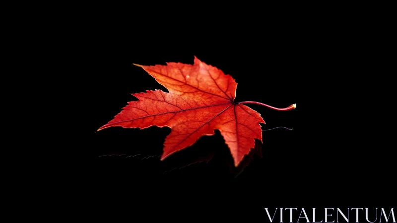 Isolated red maple leaf on glossy black reflective surface