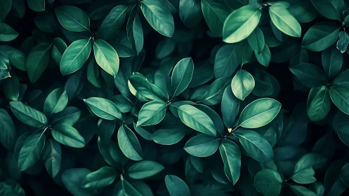 Midnight garden leaves weaving a quiet emerald tapestry.