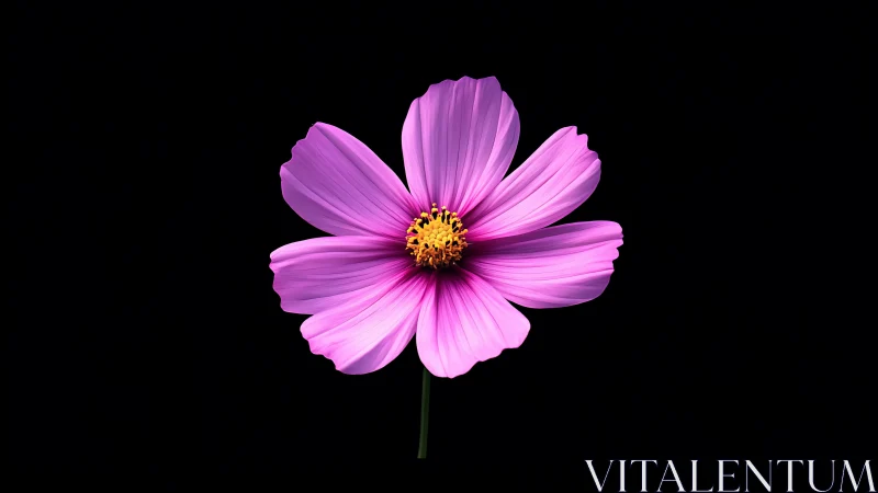 Vibrant Pink Cosmos Flower Against Black Background.