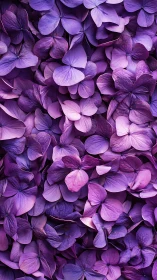 Purple Hydrangea Cluster: Botanical Depth Study.