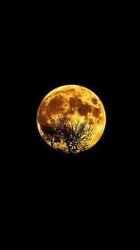 Large orange full moon is partially obscured by tree branches