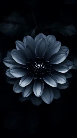 Monochromatic Dahlia Flower Against Dark Background