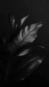 Large dark tropical leaves curve against a deep black background