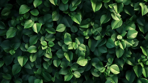 Emerald leaf chorus unfolding in layered forest whispers.