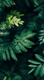 Lush fern foliage in moody deep-green forest light.