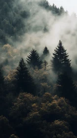 Misty Alpine Forest Landscape with Layered Evergreen Silhouettes.