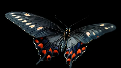 Midnight swallowtail hovers like lacquered living jewelry